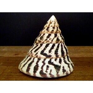 ToyNatural Trochus Niloticus figure beach ocean decor natural science teaching